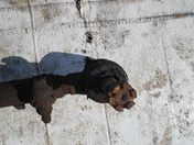 Тяга рулевая длинная